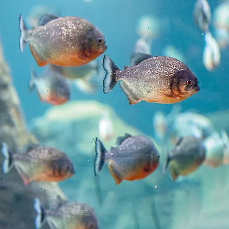 Frühstückspension Mon Reve, Petit Dejeuner Bio, Jacuzzi