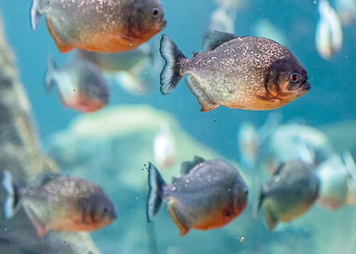 Bed & Breakfast Mon Reve, Petit Dejeuner Bio, Jacuzzi